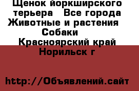 Щенок йоркширского терьера - Все города Животные и растения » Собаки   . Красноярский край,Норильск г.